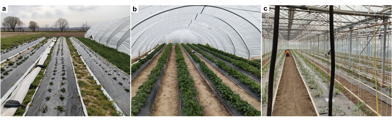 Verschiedene Methoden, wie Kunststoff in der Landwirtschaft genutzt wird: Plastikmulchfolien am Boden (a), Plastikabdeckung als Tunnel (b) oder Plastikmulchfolien in einem Gewächshaus (c). © Universität Augsburg/Alessandro Fabrizi