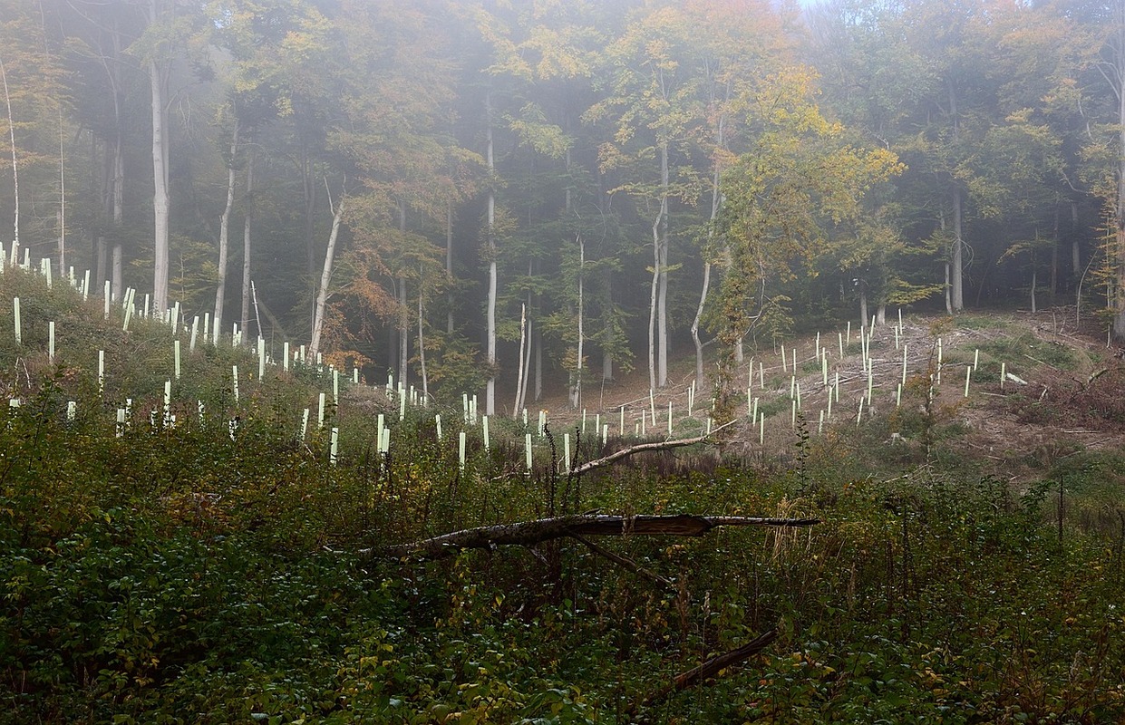 Image by Hans Linde from Pixabay