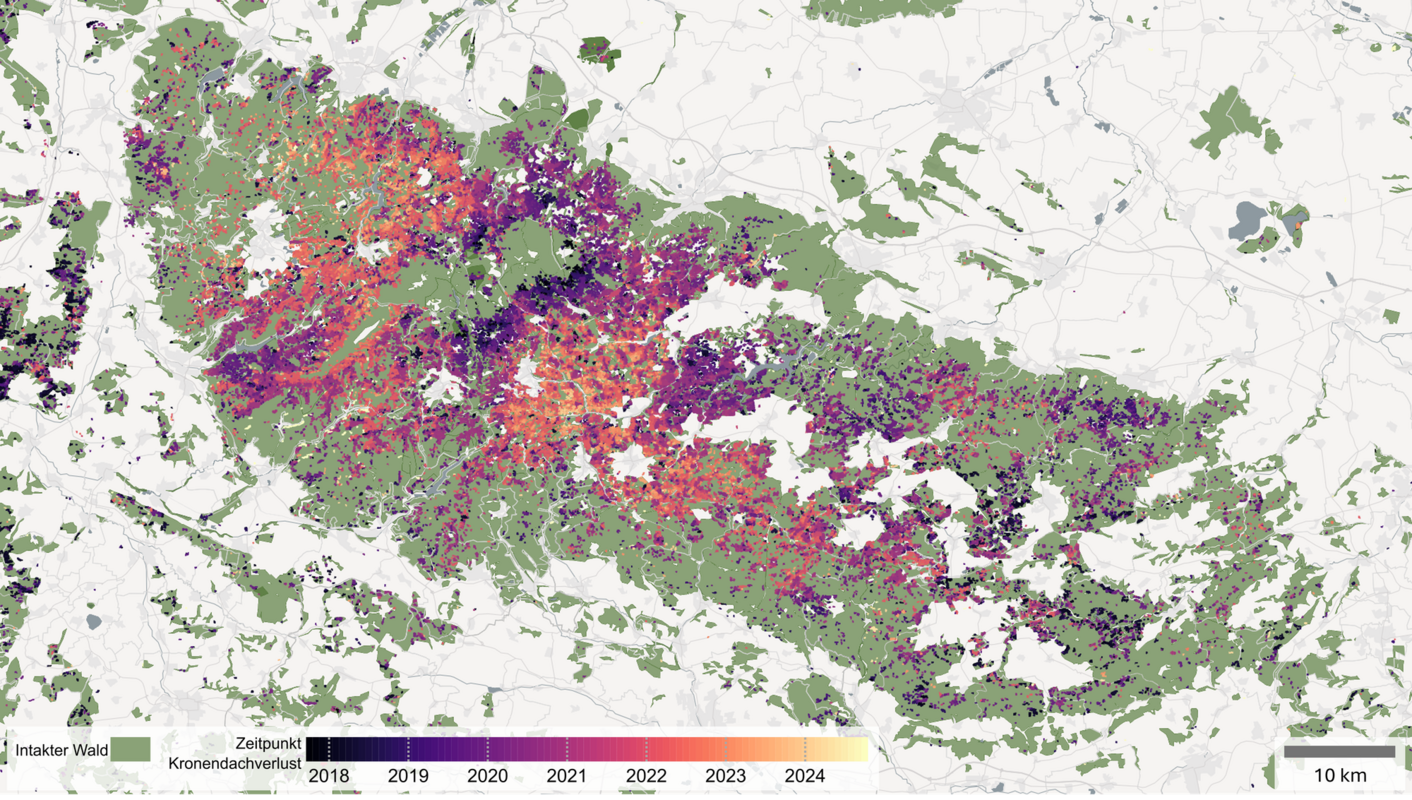 Die Karte zeigt die Kronendachverluste in der Mittelgebirgsregion Harz – im Zeitraum September 2017 bis September 2024, mit einer räumlichen Auflösung von zehn Metern. Die Farbskala visualisiert den Zeitpunkt des Kronendachverlusts in Monatsschritten von schwarz (September 2017) bis gelb (September 2024). Intakte Waldflächen sind grün dargestellt. In dieser Zeit wurde der Wald vor allem durch Stürme (2018) sowie durch Hitze und Dürre mit anschließendem Schädlingsbefall (2019-2022) geschädigt. Bild: DLR (CC BY-NC-ND 3.0)